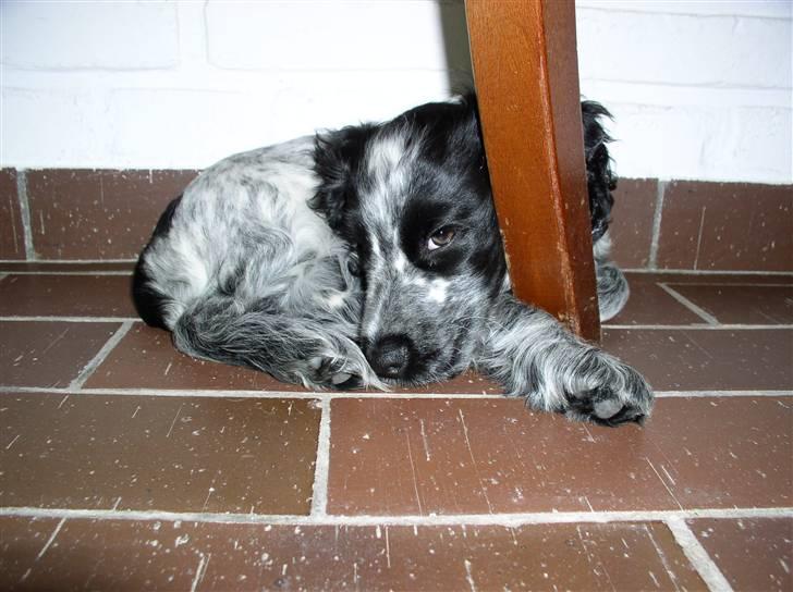 Cocker spaniel Chanel - Neej, allerede dengang var jeg fotogen, ligner jeg ikke en sand prinsesse?! billede 14