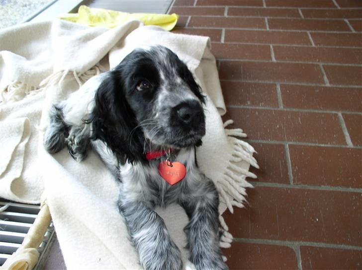 Cocker spaniel Chanel - Uuuh moar...  billede 15