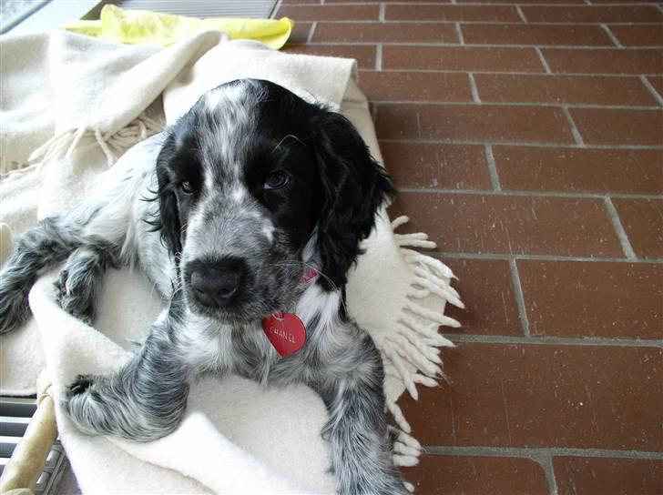 Cocker spaniel Chanel - Må jeg få en godbid. Bebe billede 16