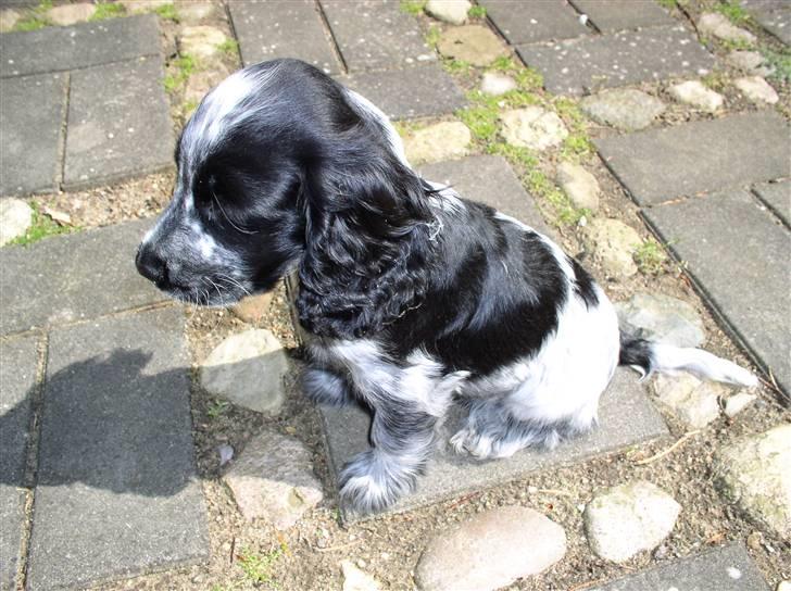 Cocker spaniel Chanel - Med solen i ryggen er jeg klar til at blive brun i pelsen...  billede 17