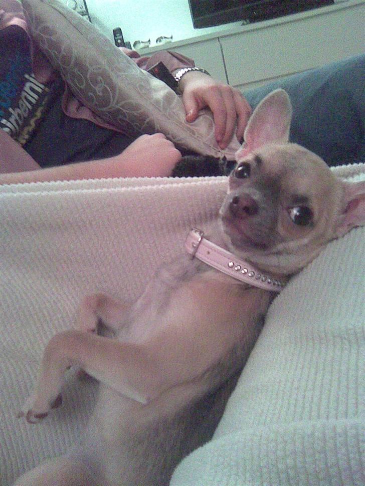 Chihuahua Lilo billede 7