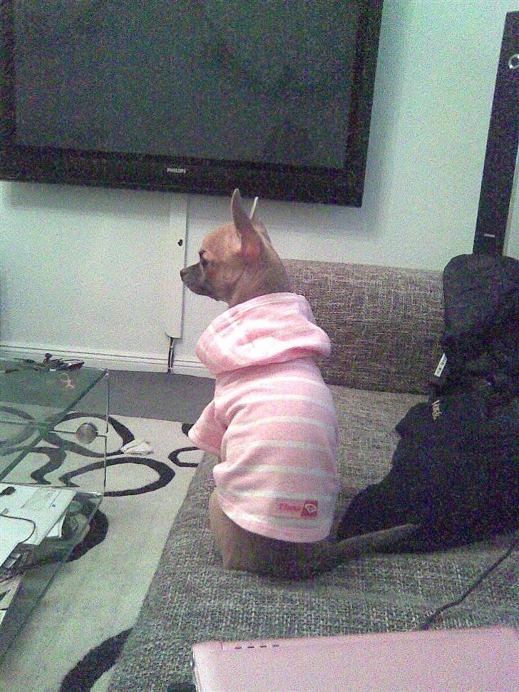 Chihuahua Lilo billede 8