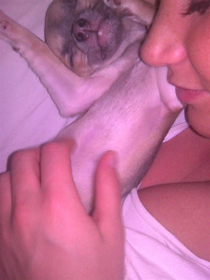 Chihuahua Lilo billede 9