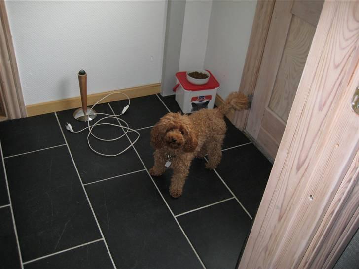 Toypuddel Daisy billede 2