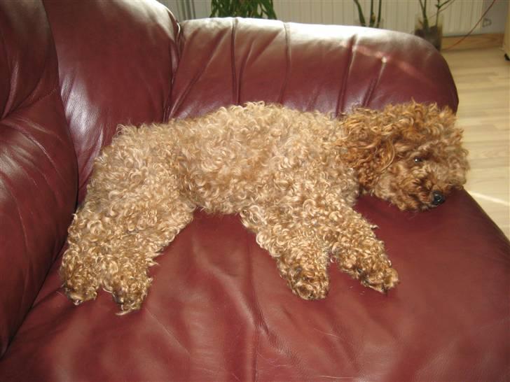 Toypuddel Daisy - Ahhhh billede 4