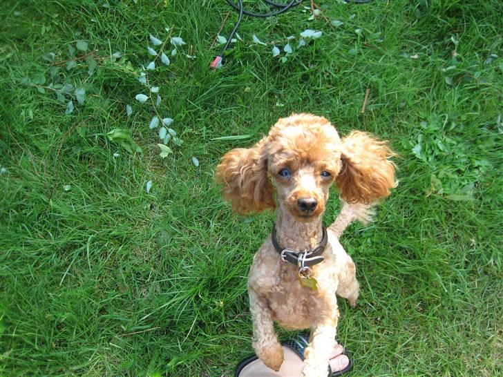 Toypuddel Daisy billede 5