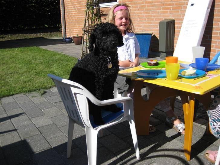 Toypuddel Daisy - Min legekammerat Tjavs billede 6