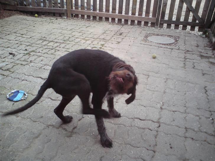 Ruhåret hønsehund Bounty billede 18