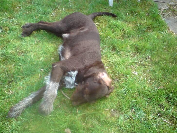 Ruhåret hønsehund Bounty billede 19