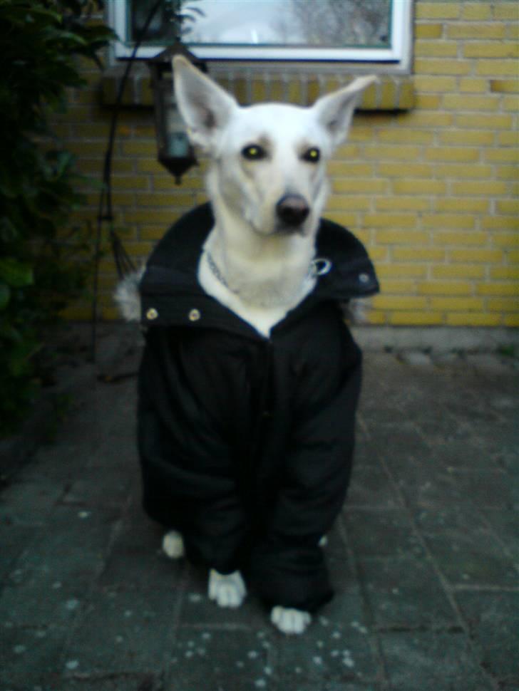 Blanding af racer jessi billede 11