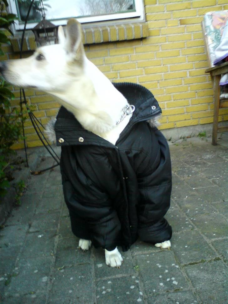 Blanding af racer jessi billede 12