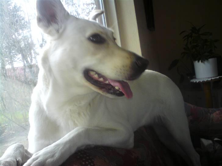 Blanding af racer jessi billede 13