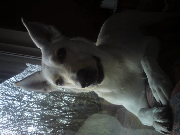 Blanding af racer jessi billede 14