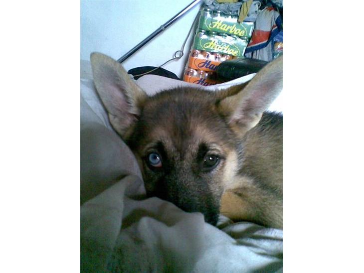 {{currentPhoto.altText}} billede {{currentPhoto.number}}