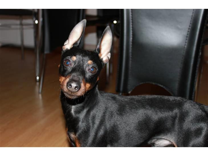 Dvaergpinscher Rødkildes Dakota billede 1