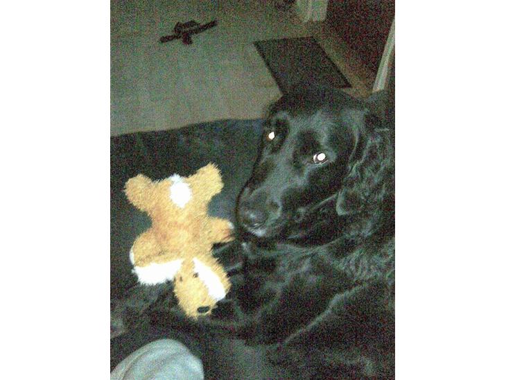 {{currentPhoto.altText}} billede {{currentPhoto.number}}