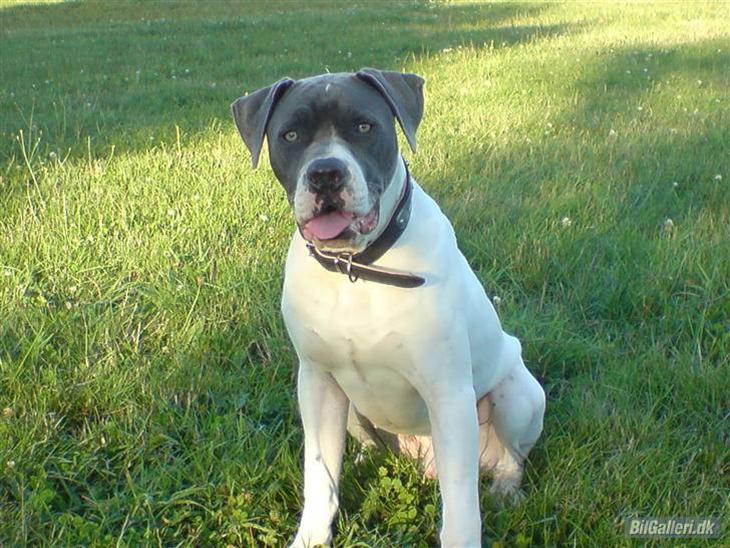 Amerikansk bulldog Basse billede 1