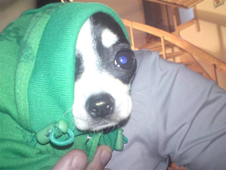 Chihuahua Tinke billede 1