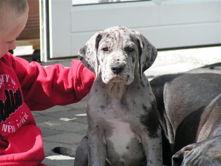 {{currentPhoto.altText}} billede {{currentPhoto.number}}