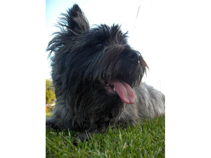 Cairn terrier Alma - Velkommen til Alma´s profil! (; billede 1