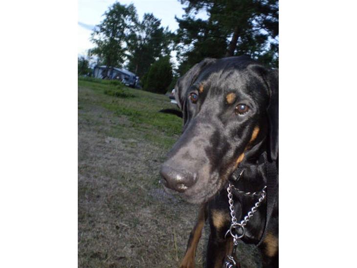 Blanding af racer Tarzan *R.I.P* :'( ! billede 1