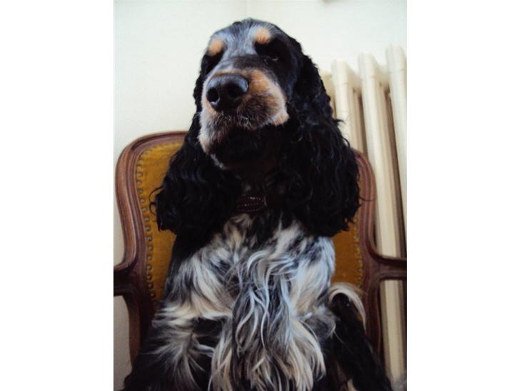 Cocker spaniel Rubin Of Colombo (Ozzy) - Hej, velkommen til min profil. Jeg hedder Ozzy, og jeg er konge her i huset xD billede 1