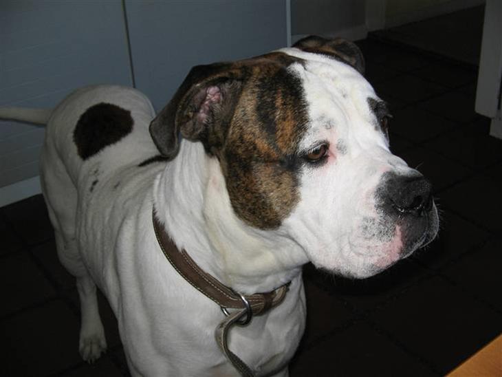 {{currentPhoto.altText}} billede {{currentPhoto.number}}