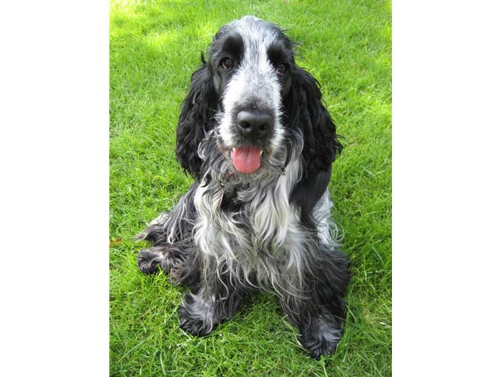 Cocker spaniel Chanel - Hej.. Dette er Chanels profil, I er meget velkomne til at lægge en bedømmelse, vi bedømmer ALTID tilbage billede 1