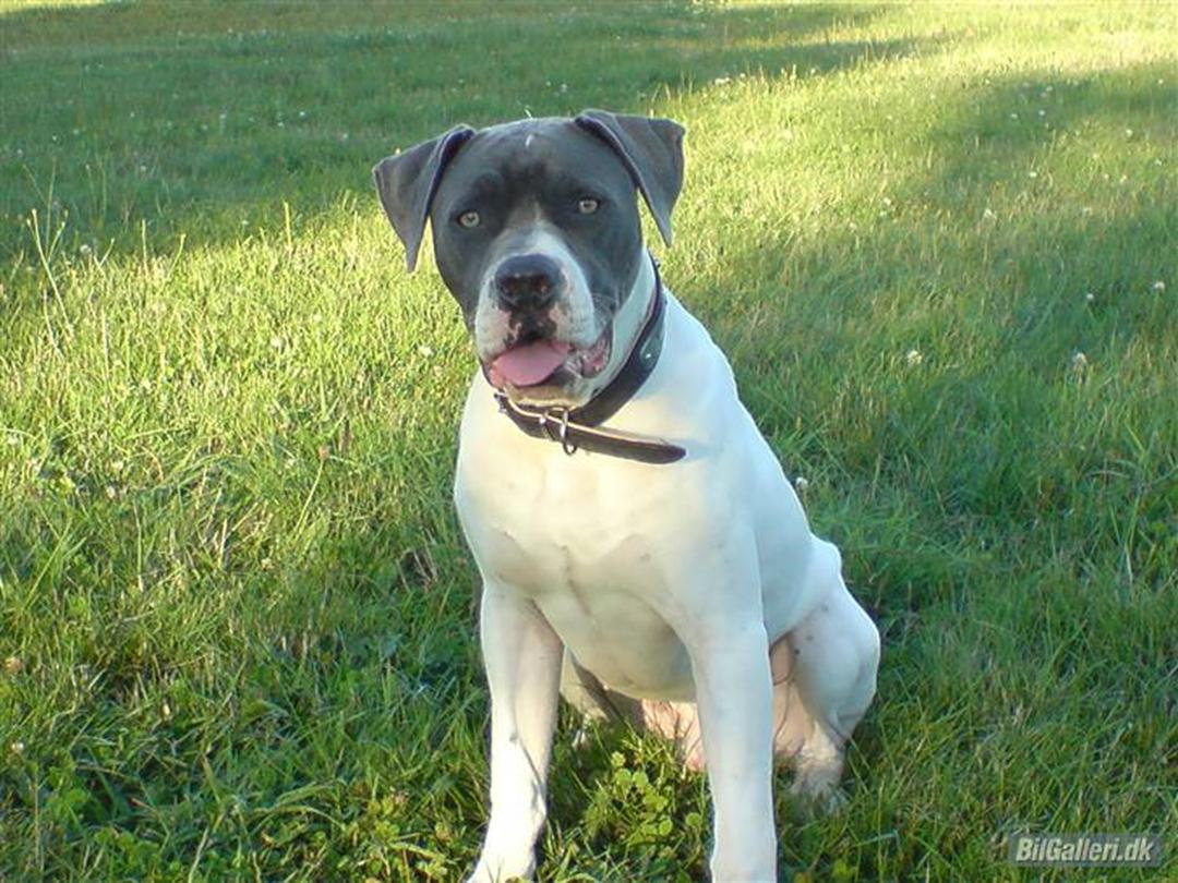 cafeteria gas Midler Amerikansk bulldog Basse - 2007 - han er en utrolig stille hund...