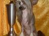 Chinese crested hårløs Wendy Rosa Thea