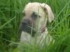 Bullmastiff Vera