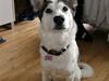 Alaskan husky Mischa