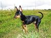 Dvaergpinscher TiCo (King)