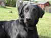 Blanding af racer Bonzo R.I.P :'( [ Himmelhund]