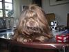 Shih tzu Ludwig. RIP ! [ Himmelhund]