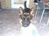 Schæferhund Buller R.I.P.