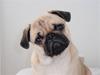 Mops Milo