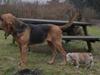 Engelsk bulldog Lincoln