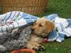 Golden retriever chilli