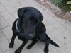 Labrador retriever zita