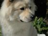 Eurasier Asklunds Charming Cliff