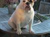 Engelsk bulldog Alma