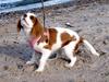 Cavalier king charles spaniel Smilla