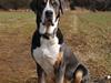Grosser schweizer sennenhund Charlie [ Himmelhund]