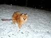 Pomeranian Emmalie