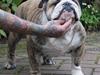Engelsk bulldog Otto Man [ Himmelhund]