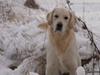 Golden retriever Loui <3