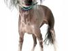 Chinese crested hårløs Cookie aka She Santa [Tidl. hund]