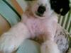 Chinese crested hårløs Creamy - Overprinsessen