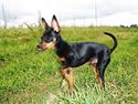 Dvaergpinscher TiCo (King)